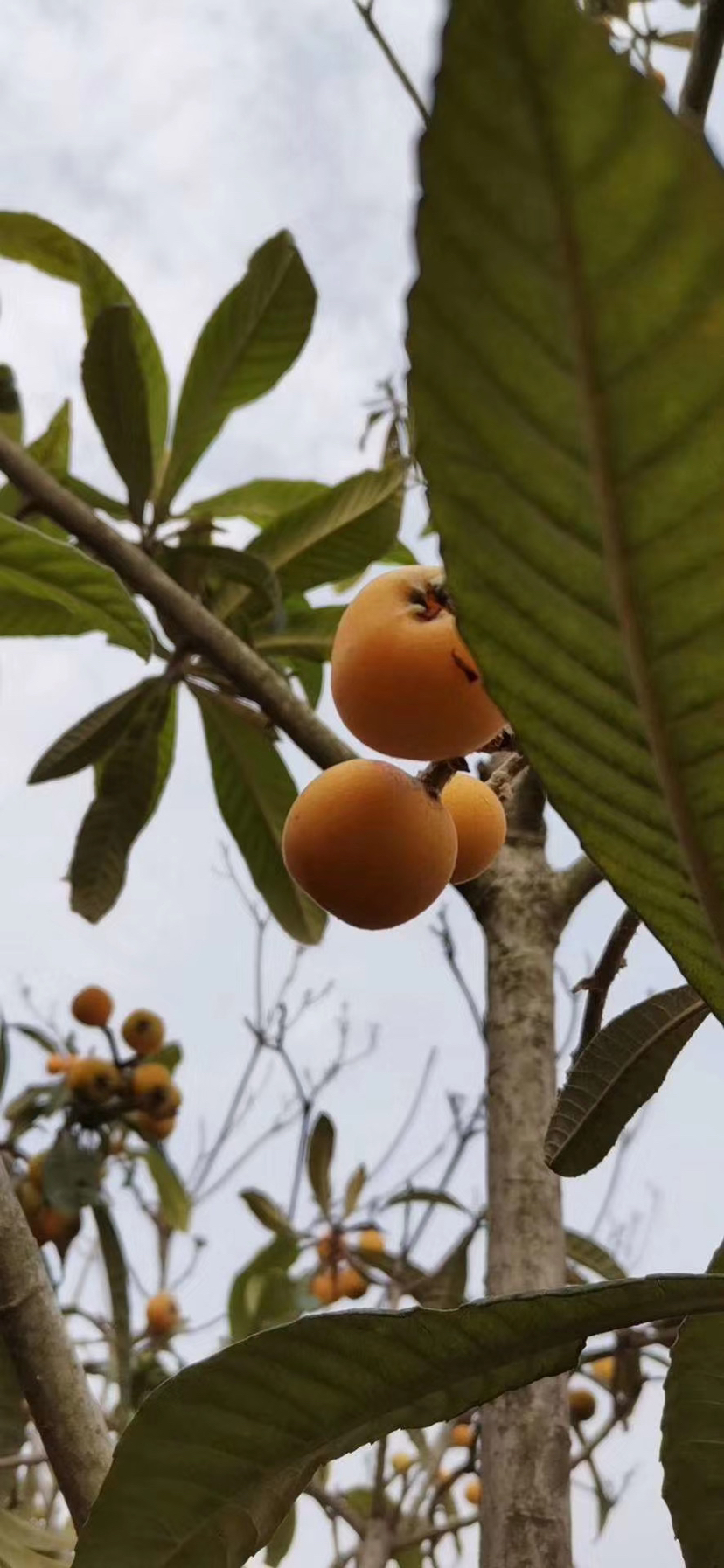 合景梧桐四季