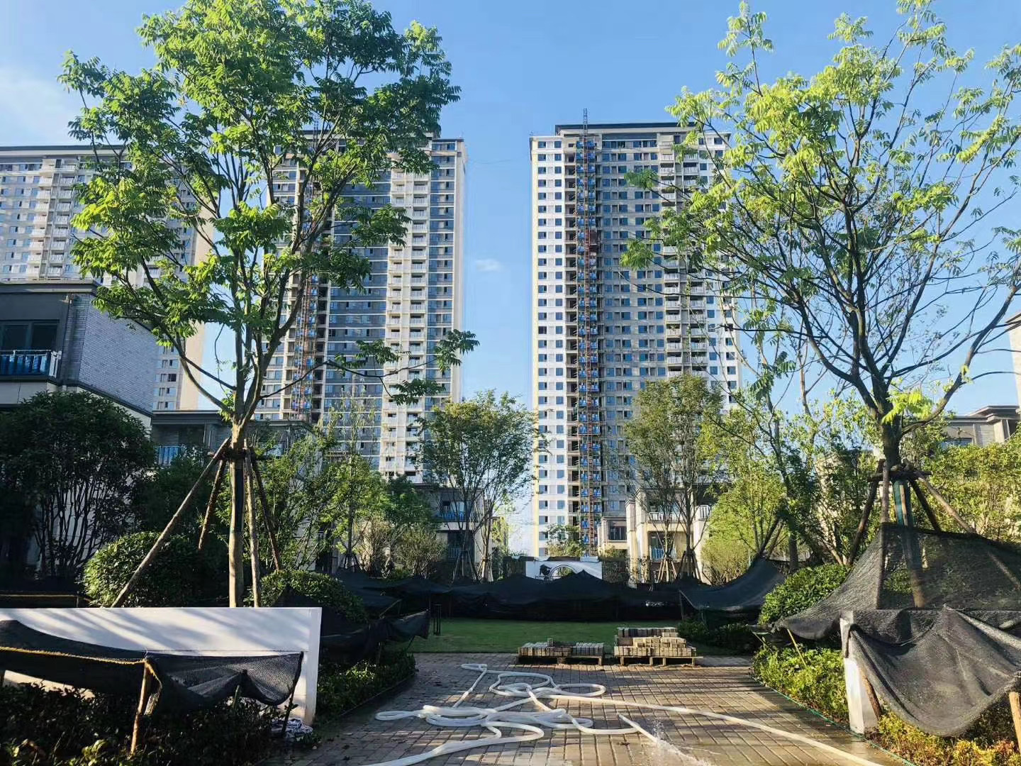 合景梧桐四季